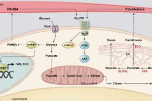 Glucose Lipid Metabolism diagram